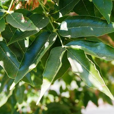 FRAXINUS ANGUSTIFOLIA